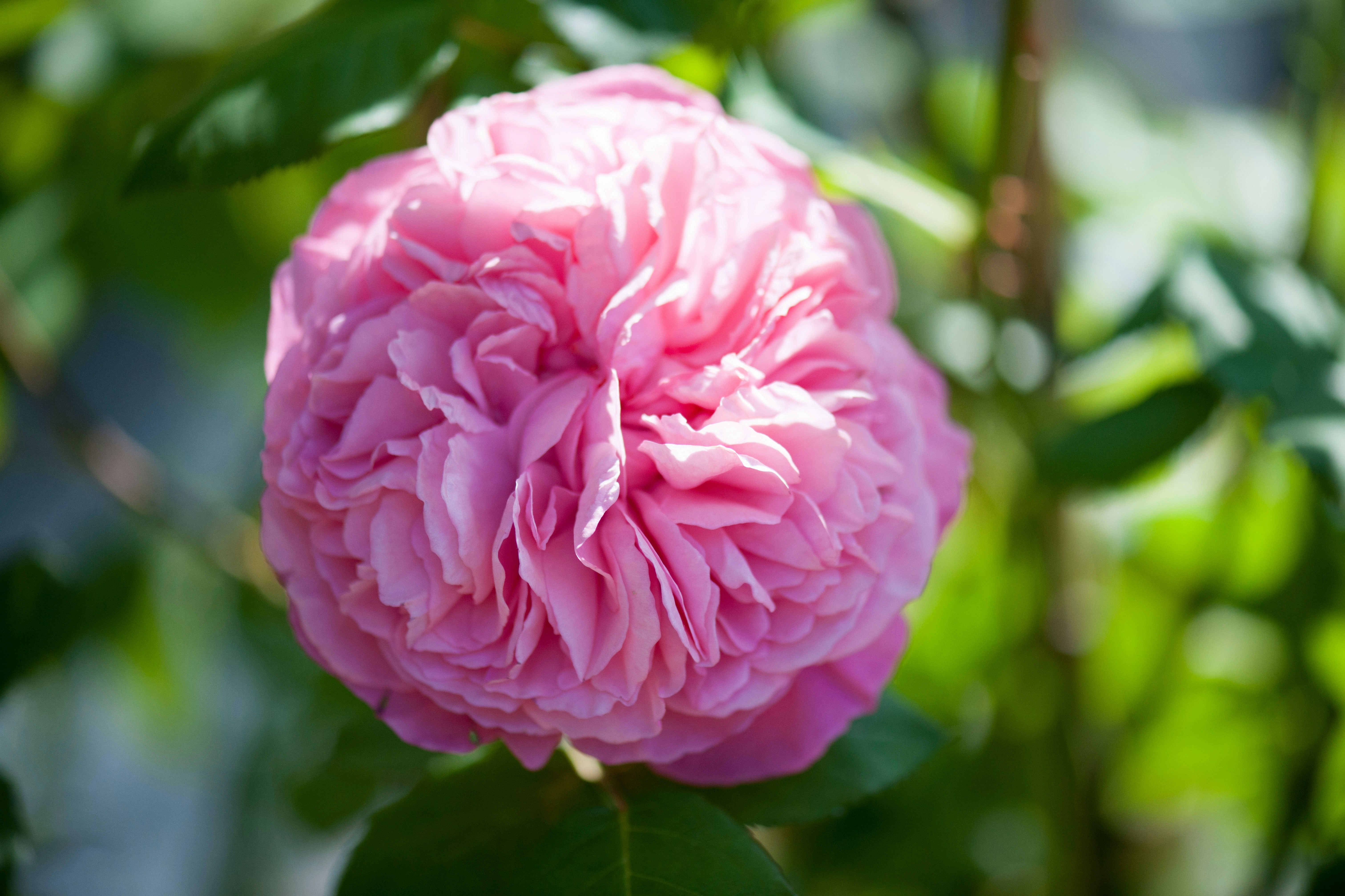 David Austin Roses - disse 15 engelske roser dufter bedst | bobedre.dk