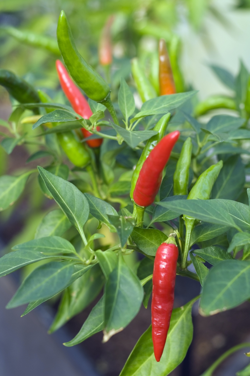 Sådan sår du dine kerner og frø | bobedre.dk