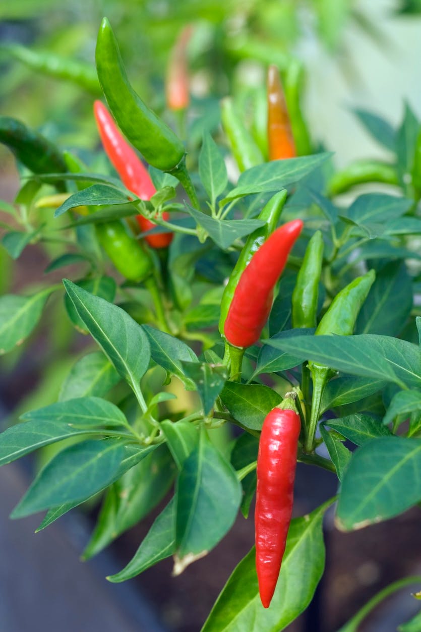 Sådan sår du dine kerner og frø | bobedre.dk