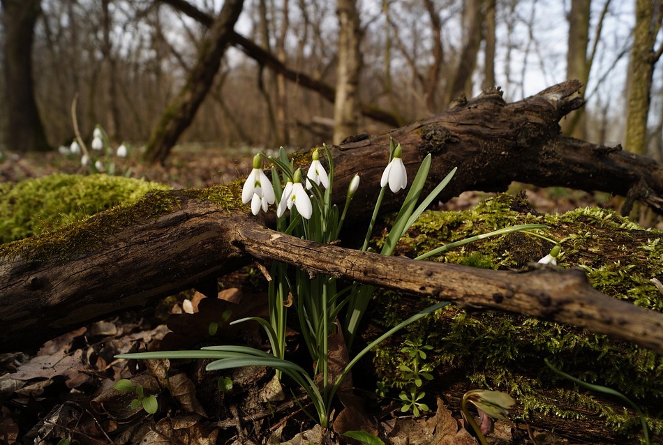 have vinter planter vinterklar vintergækker