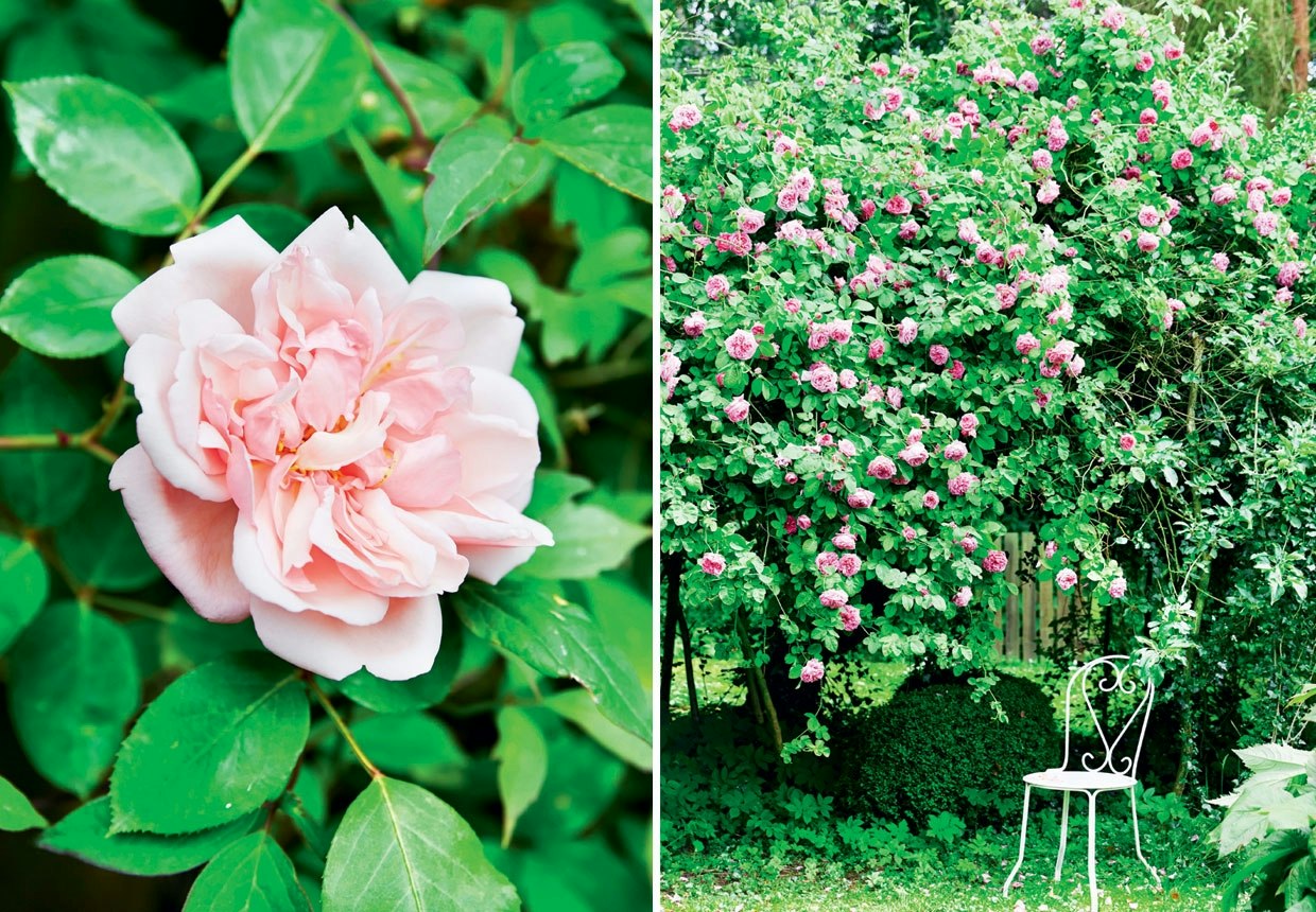 Rosenhave | Poetisk have fyldt med roser | bobedre.dk