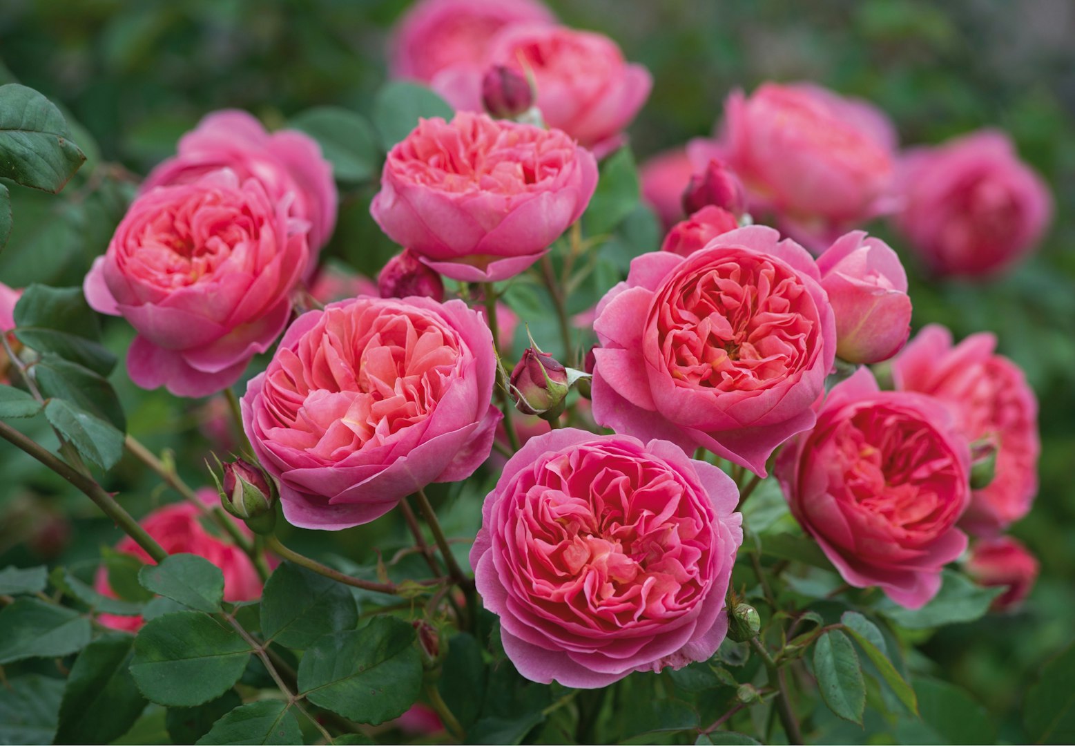 David Austin Roses - disse 15 engelske roser dufter bedst | bobedre.dk