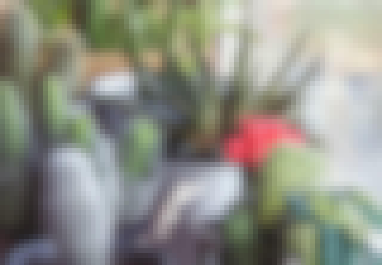 Unge er besat at stueplanter