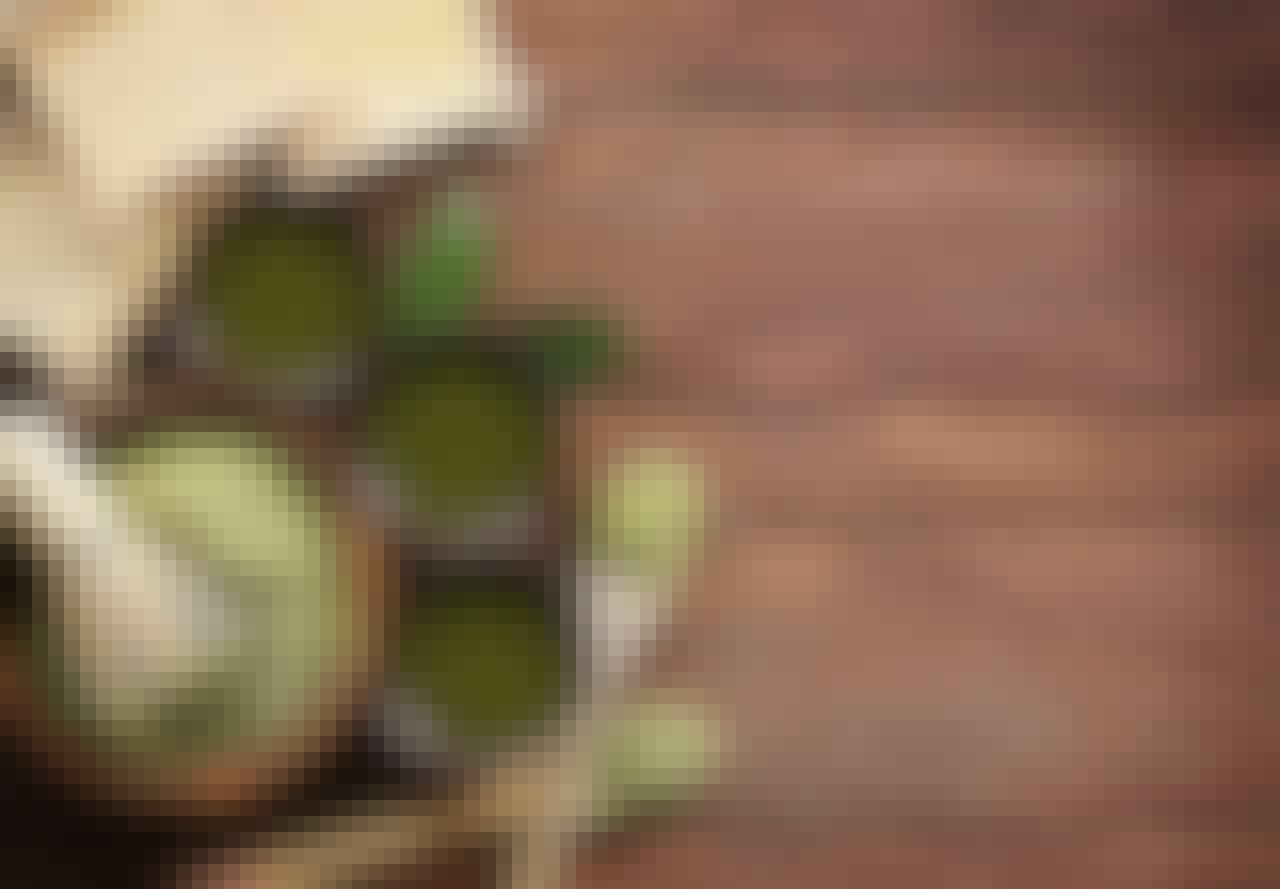 matcha-te serveret på traditionel japansk vis