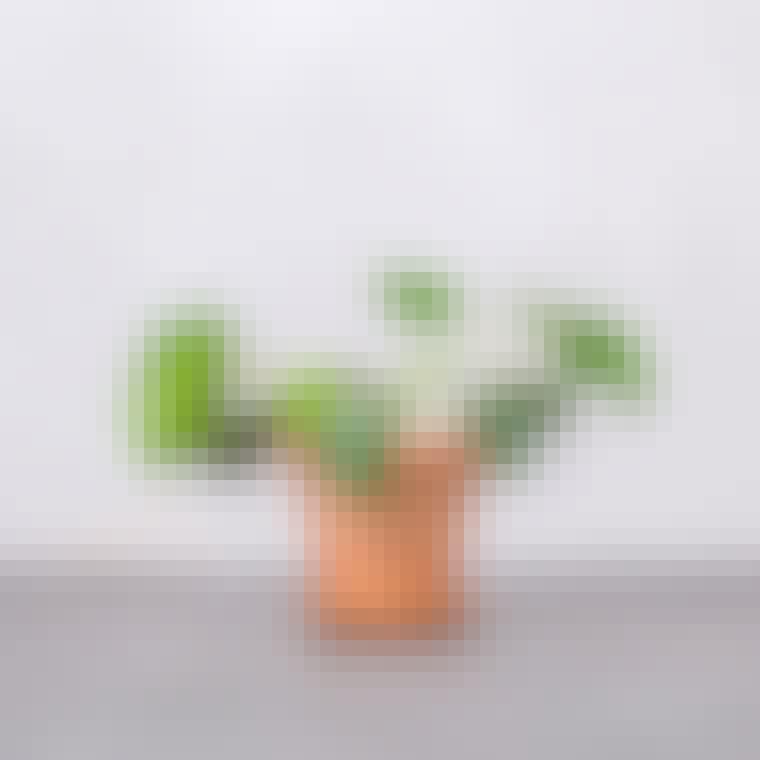 Planter der er lette at passe: Stueplanter, indendørsplanter og planter er lette at holde