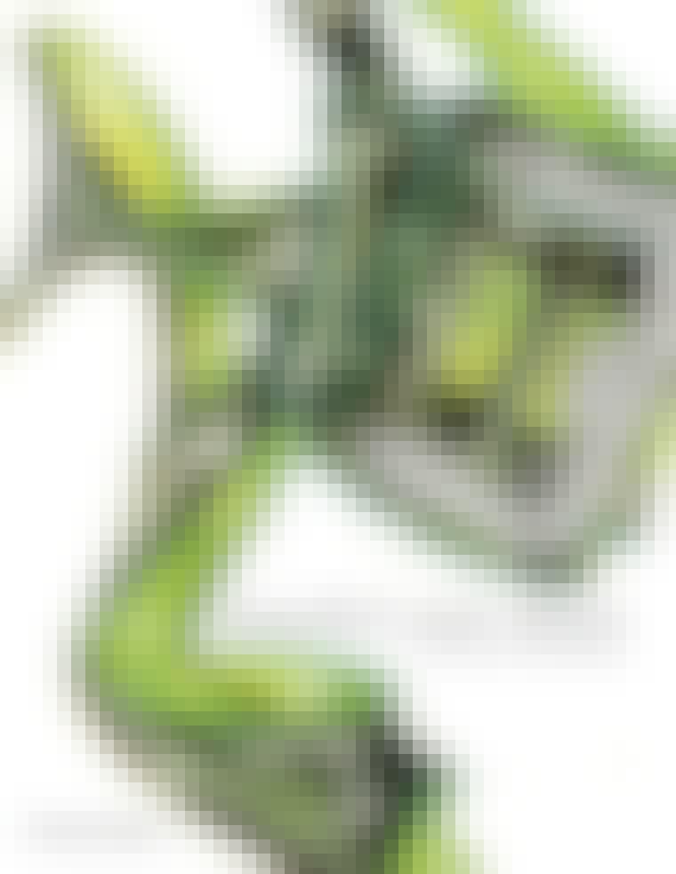 For skoelskerne