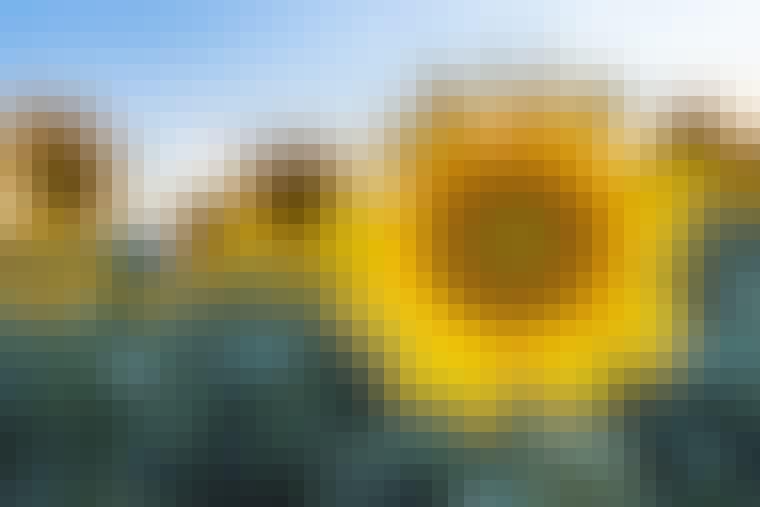sunflowers at dawn