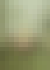 Ginseng-Matcha