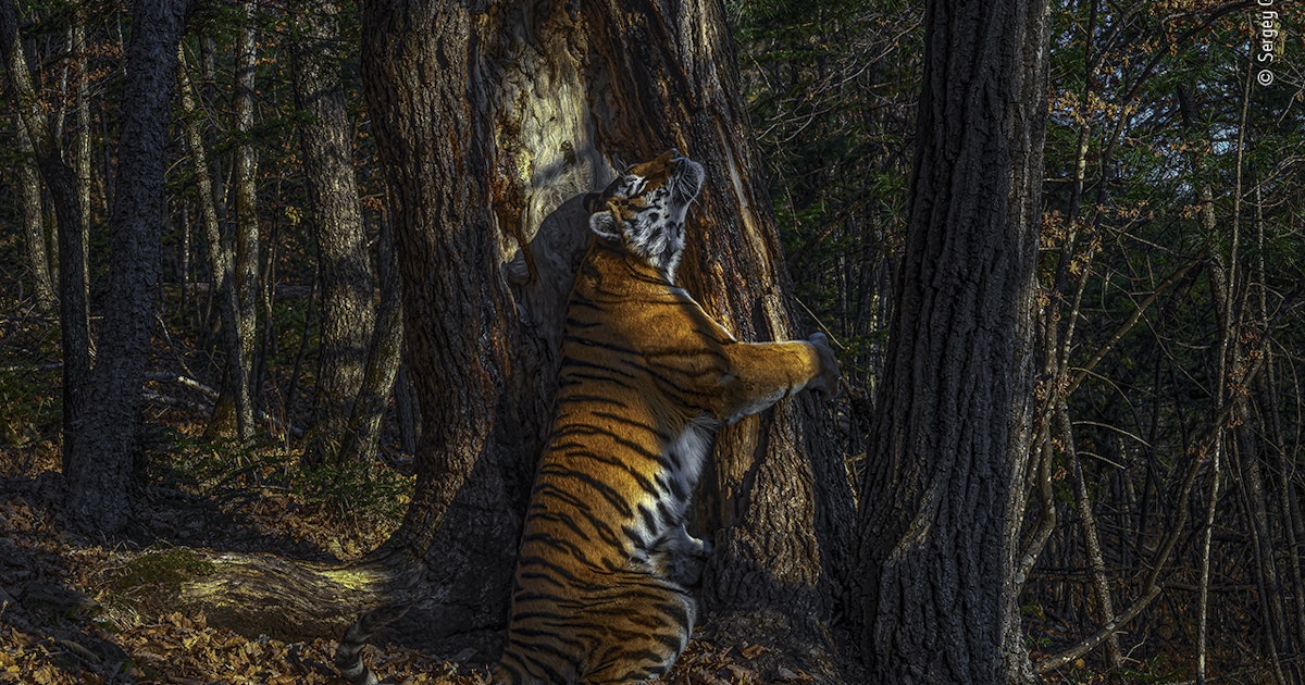 Erkaklar bilan jinsiy aloqa onlayn Tajribali ayol porno video