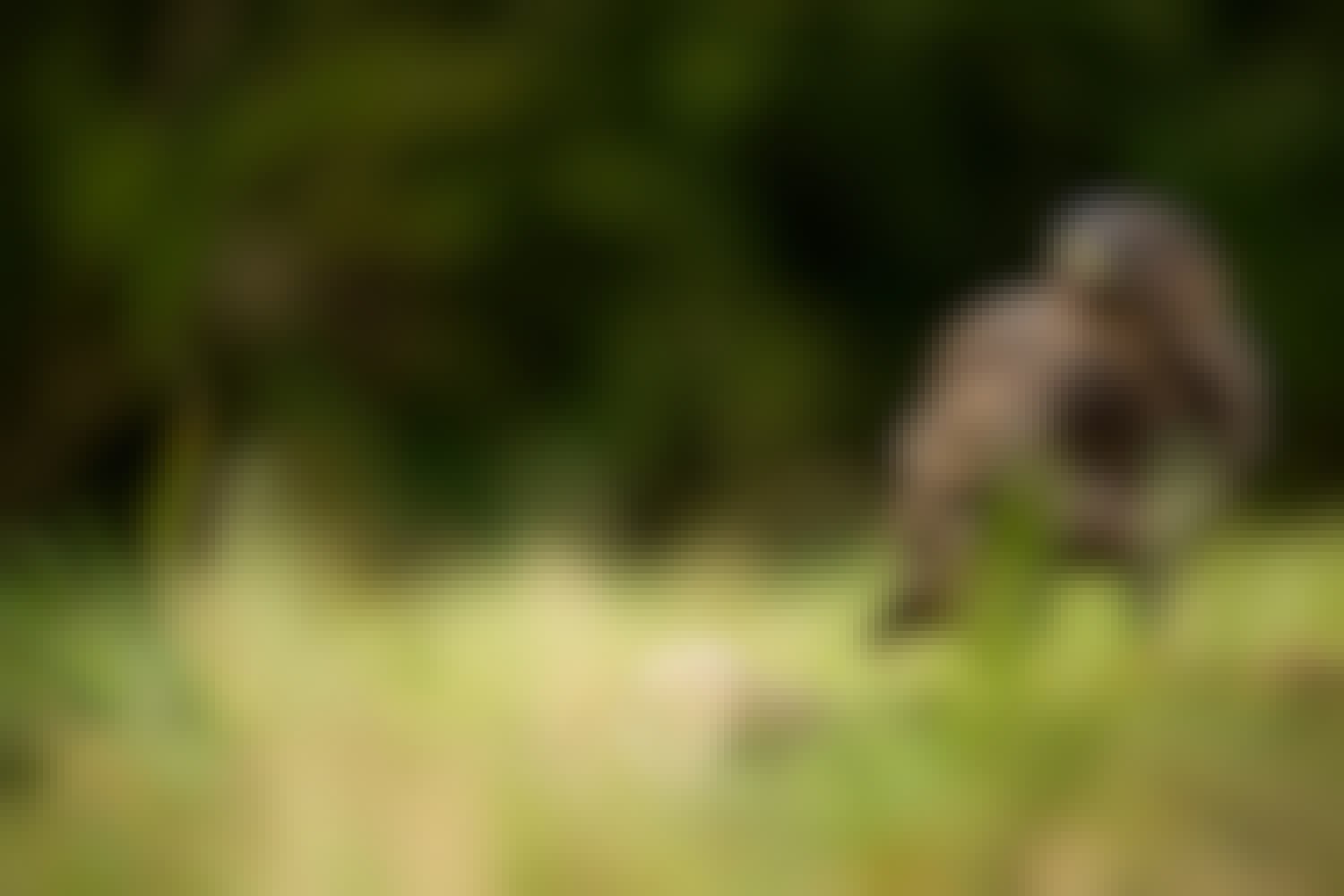 Årets gång i fotogömslet