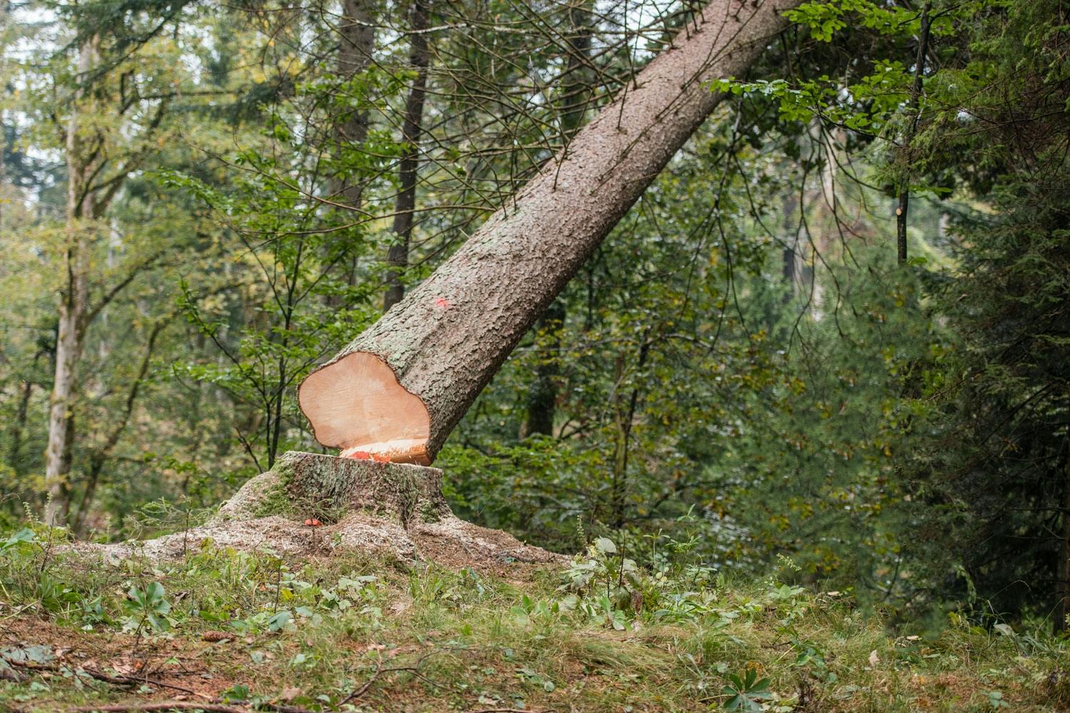 Oikealla tekniikalla puut kaatuvat juuri sinne, mihin pitääkin.