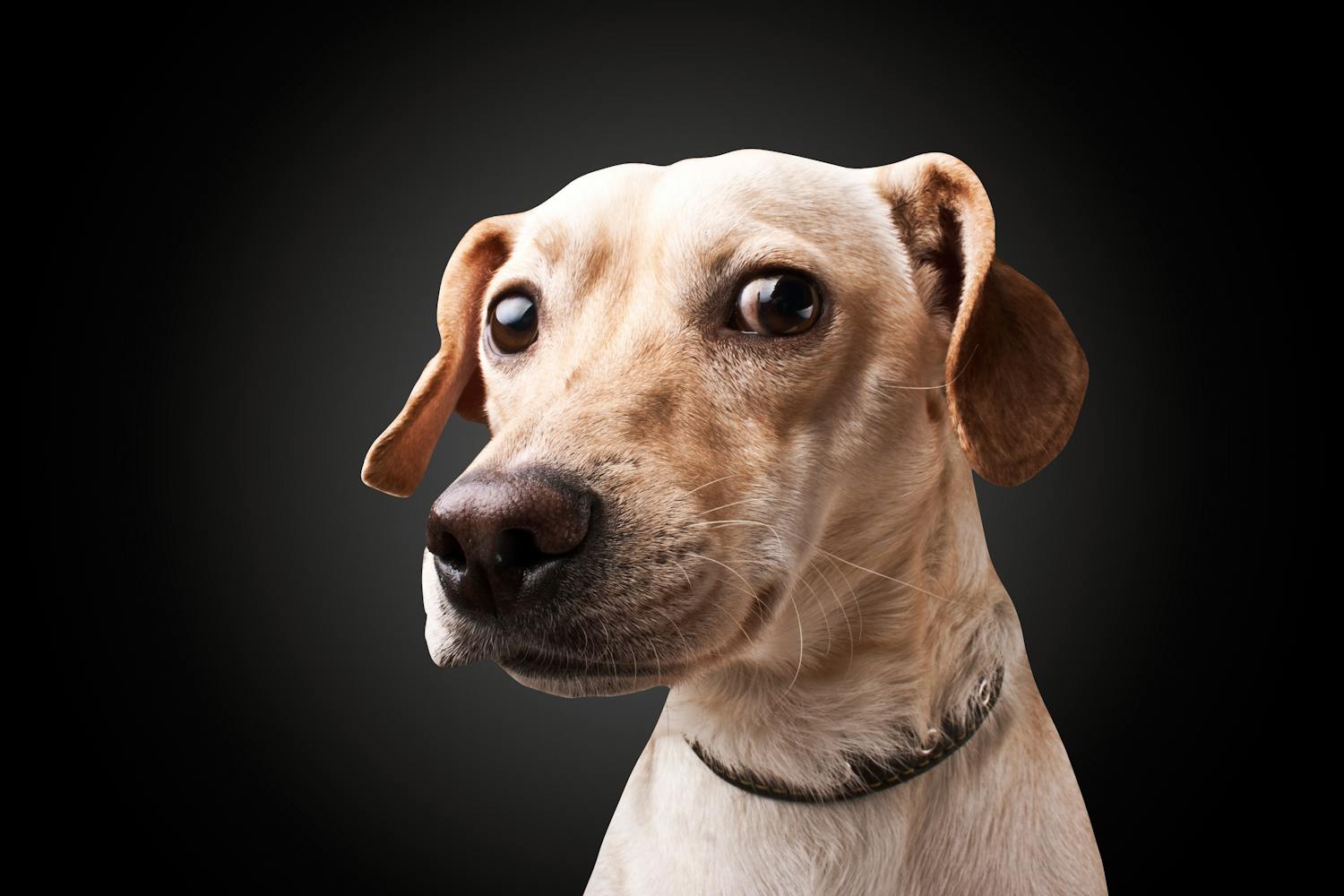 Det er en god idé selv at bygge sin hundegård. Fido bliver glad, og du sparer en masse penge.