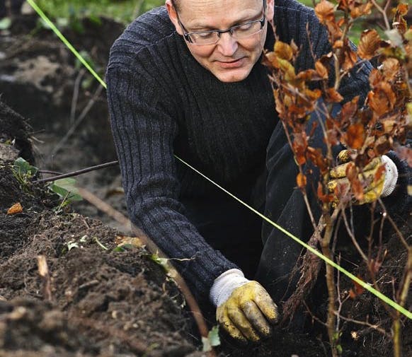 Plant hækken nu