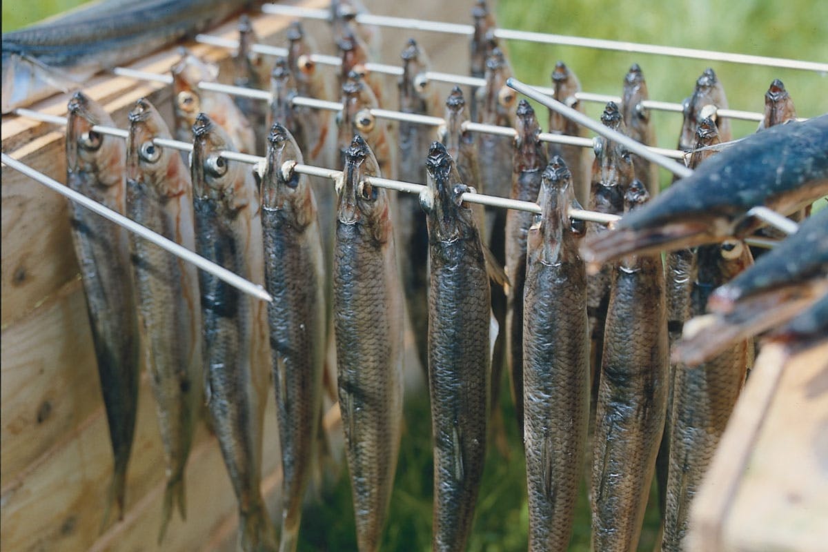 Allt som läggs eller hängs i röken skall ha rensats, tvättats och torkats. Om t.ex. fiskarna är fuktiga när de hängs in så kokar de istället för at bli rökta. Fiskarna får inte röra varandra – då röks inte alla sidor.