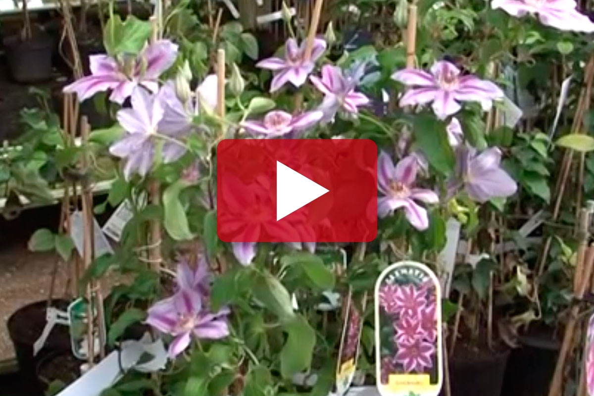 De 10 Bedste Klatreplanter Til Pergola Og Terrasse Idenyt