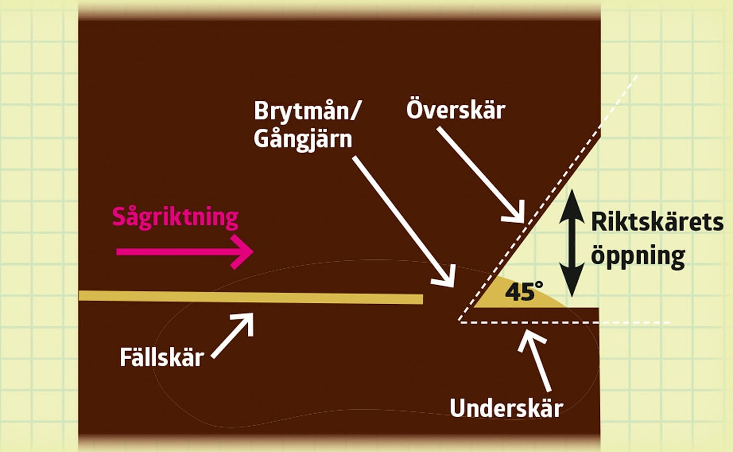 Trädfällning: Kan jag fälla trädet själv? | Gör Det Själv