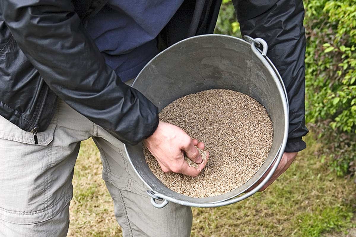 Ennen kuin kylvät siemenet, sekoita niihin hiukan hiekkaa tai hienoa soraa. Näin siemenet leviävät hyvin, ja näet paremmin jo kylvetyt alueet – eikä nurmesta tule raidallista.