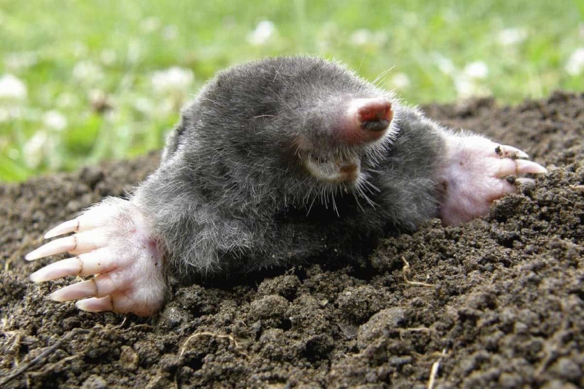 När mullvaden väl har slagit sig ned i din trädgård, ser gräsmattan snart ut som ett slagfält.