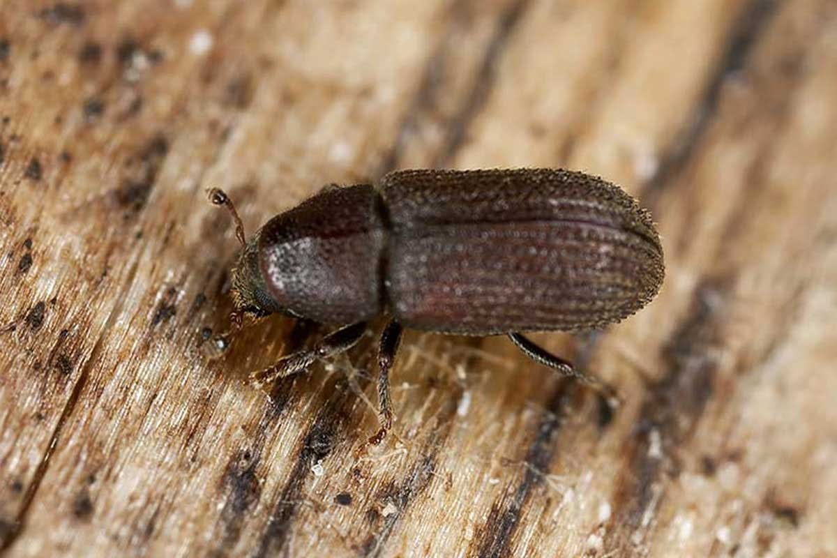 Trägnagare och de flesta andra träförstörande skalbaggar bör bekämpas kemiskt.