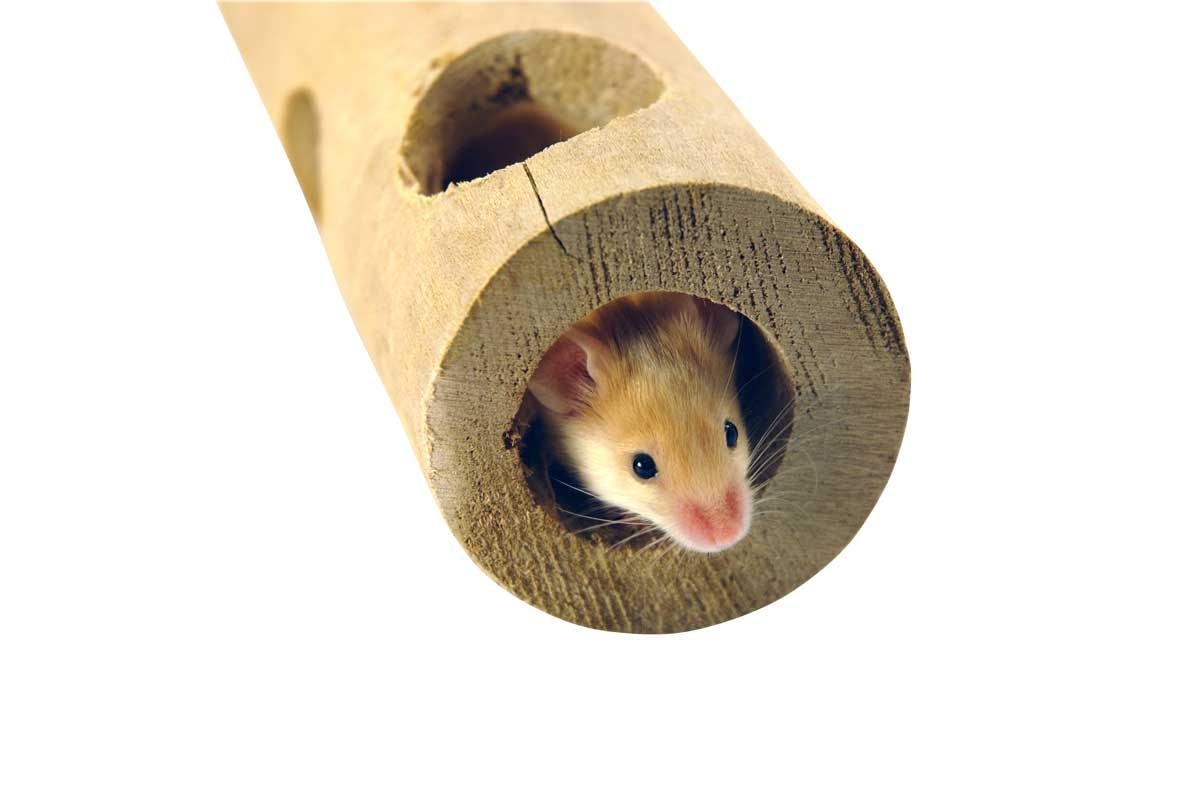 Et hul på kun 7 mm i diameter er nok for en mus, så det er praktisk taget umuligt at holde den ude.