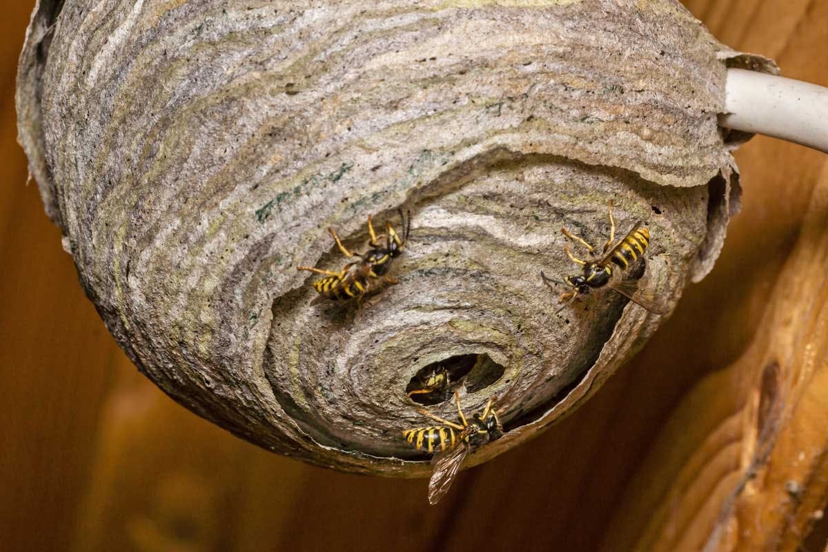 Vepser bygger et kuleformet vepsebol av trefibre og spytt. Samfunnet i et vepsebol går til grunne når det blir kaldt, og bolet gjenbrukes aldri.
