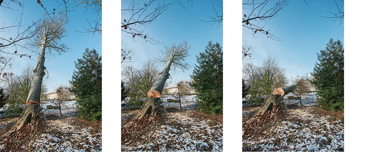 trees-gds