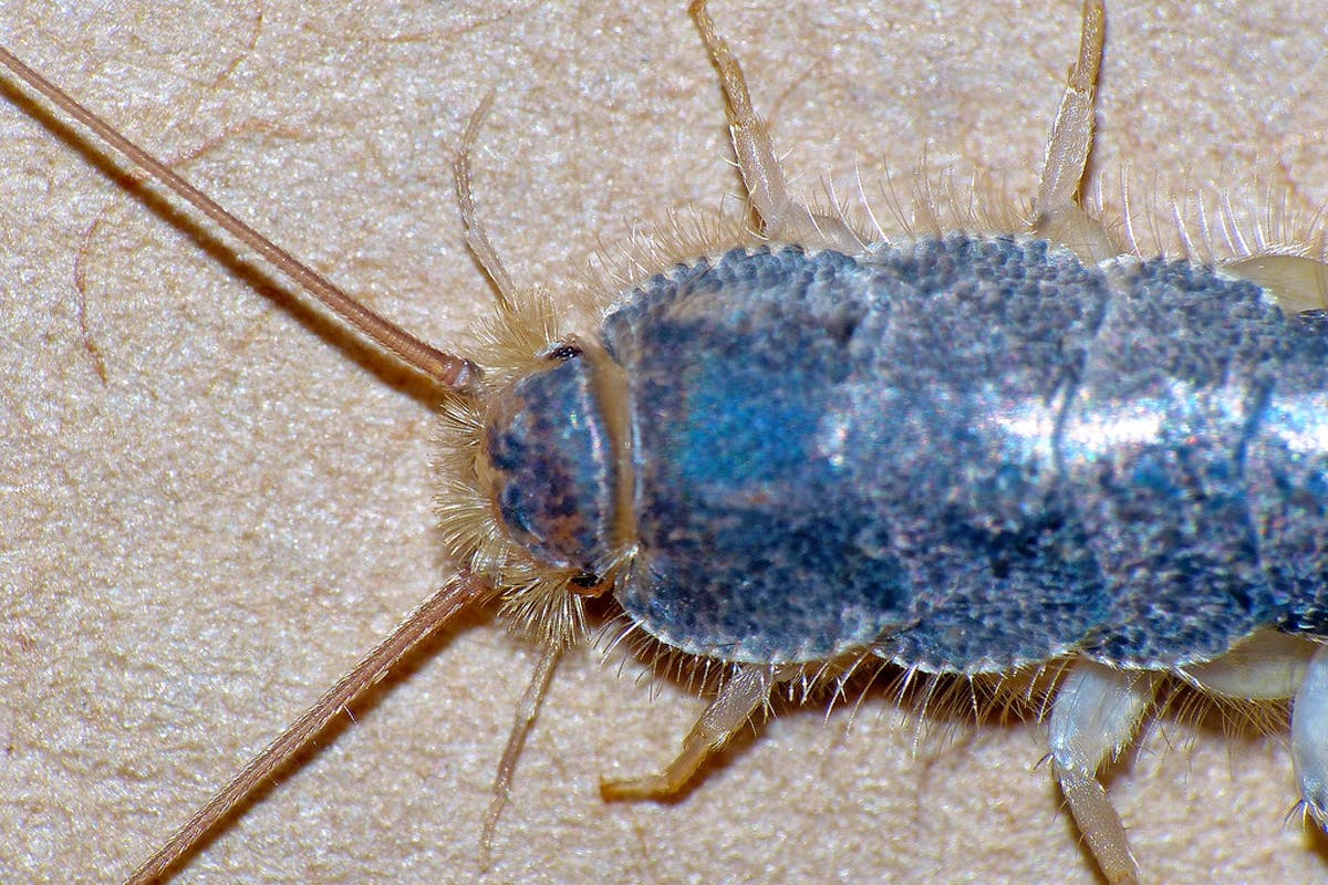 Skægkræet (Zygentoma; Lepismatidae – Ctenolepisma longicaudata) hører til børstehalerne, som er blandt de ældste insekter på jorden. Skægkræet (Zygentoma; Lepismatidae - Ctenolepisma longicaudata) hører til børstehalerne, som er blandt de ældste insekter på jorden.