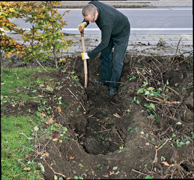 Plant Hekken Nå | Gjør Det Selv