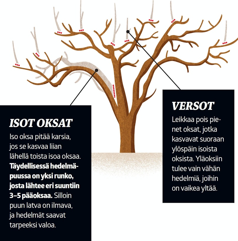 Hedelmäpuut