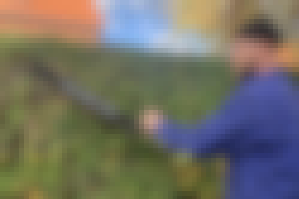 Pensasleikkuri Jättitesti 2022 Pensasleikkuri Jättitesti 2022