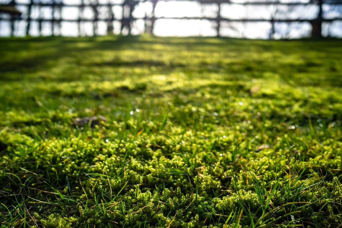 Bli Kvitt Mose på Plenen: En Komplett Guide