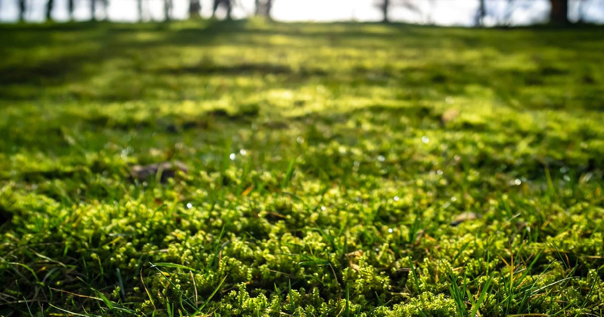 Bli Kvitt Mose på Plenen: En Komplett Guide () Bli Kvitt Mose på Plenen: En Komplett Guide