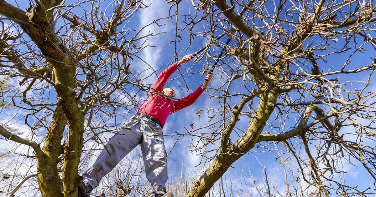 Beskjære Trær Vår: En Komplett Guide for Perfekte Trær () Beskjære Trær Vår: En Komplett Guide for Perfekte Trær