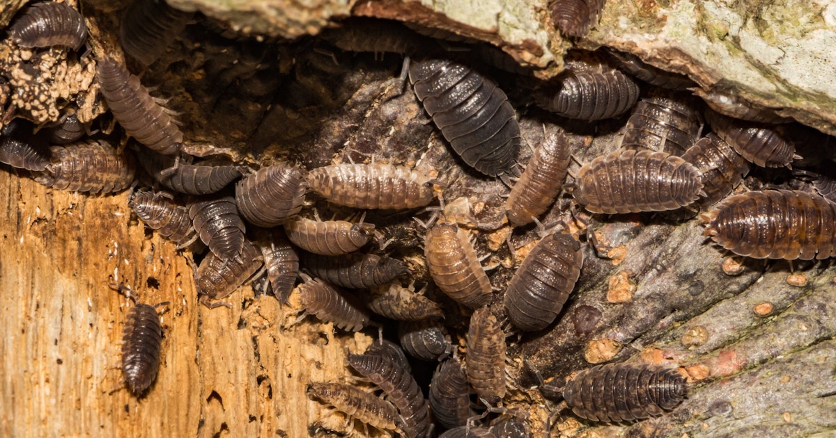 Bli Kvitt Skrukketroll () Bli Kvitt Skrukketroll