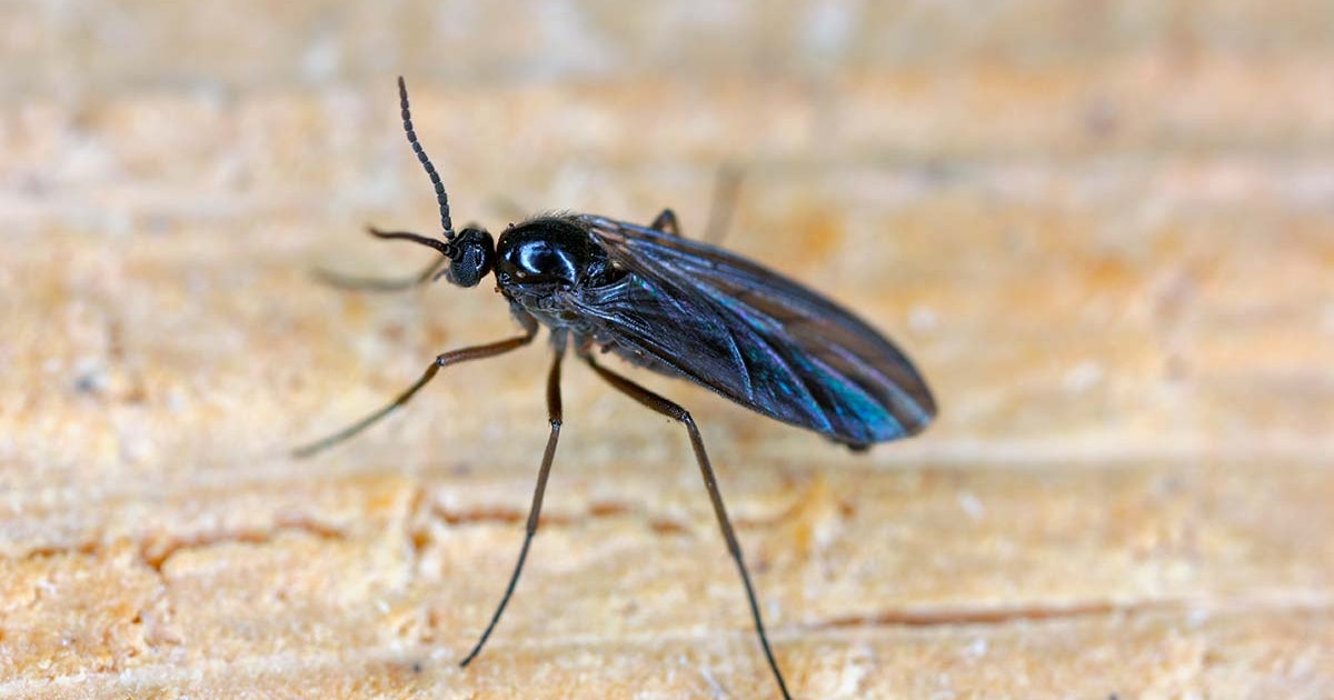 Bli Kvitt Sma Fluer () Bli Kvitt Sma Fluer