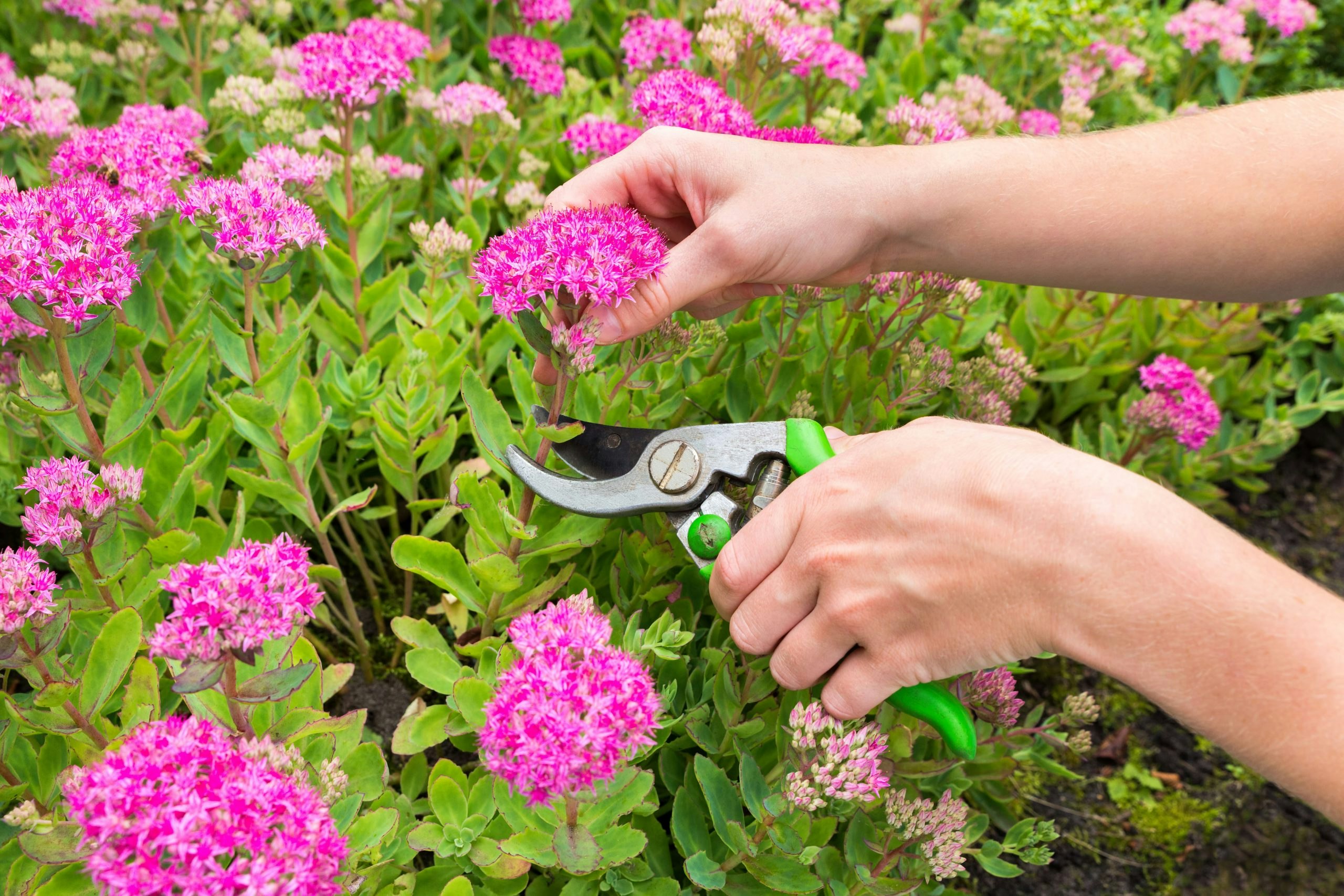 Beskjære Stauder: En Komplett Guide for Perfekte Hageplanter