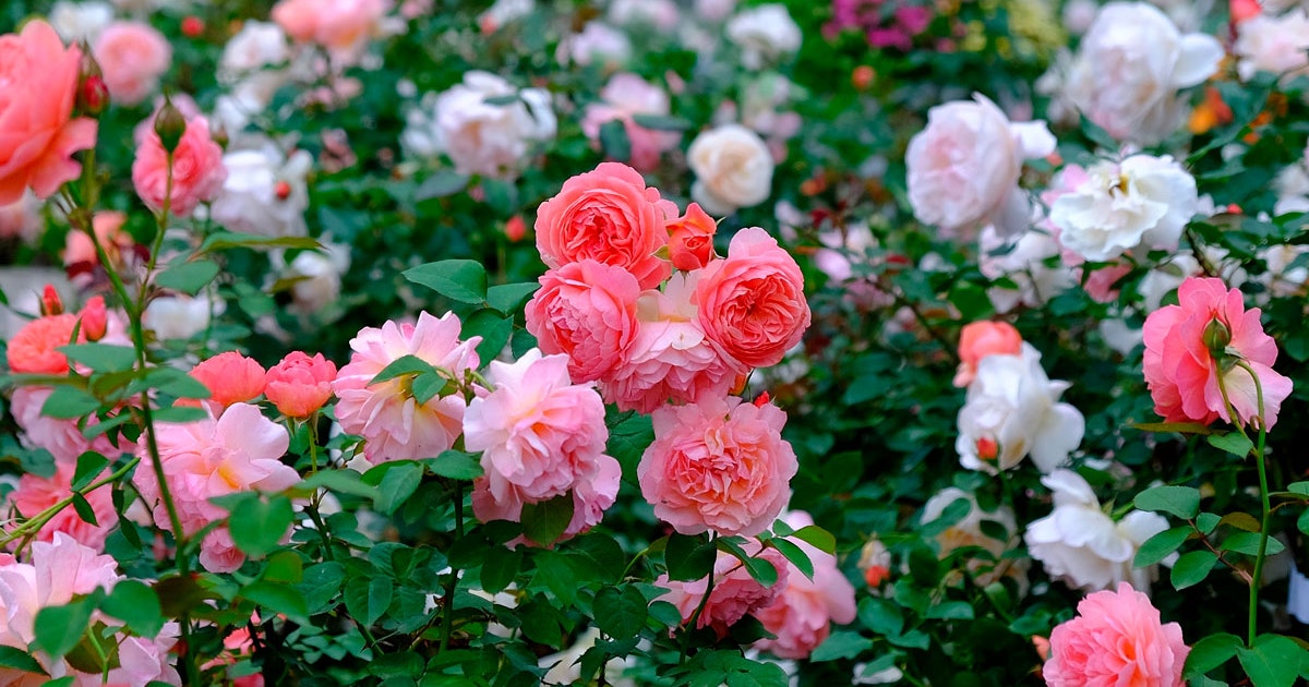 Rose Med Bannertegning