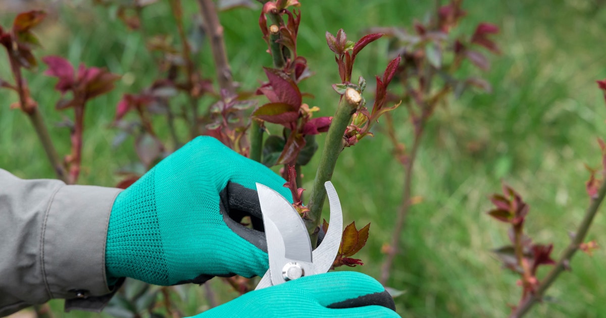 Beskjæring av Roser: Din Komplett Guide til Vakre Blomster () Beskjæring av Roser: Din Komplett Guide til Vakre Blomster