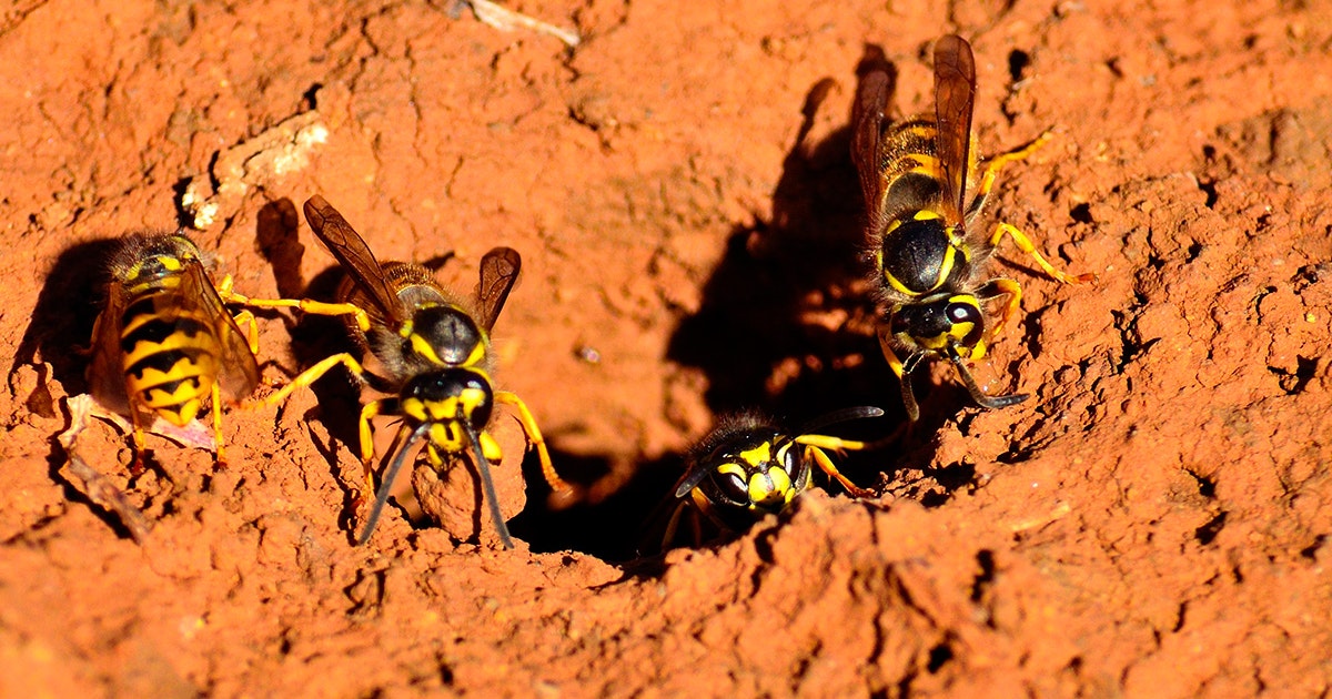 Bekjempe Jordveps () Bekjempe Jordveps