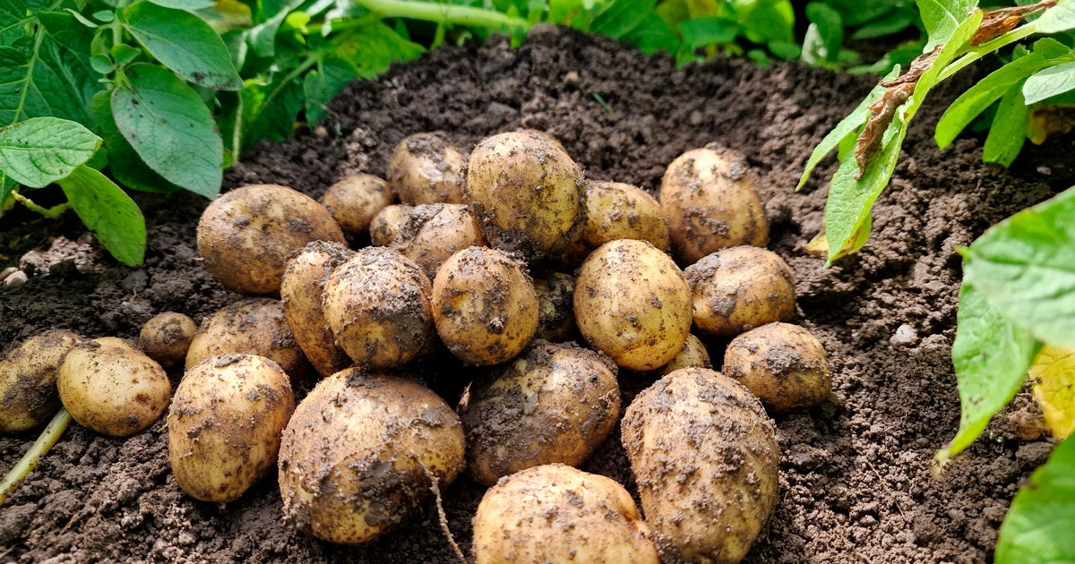 Dyrking Av Poteter () Dyrking Av Poteter