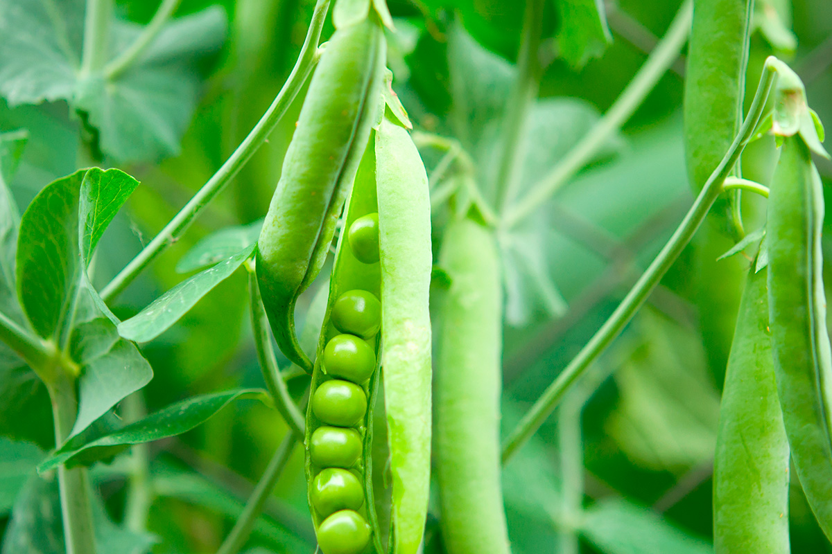 Såing av erter | Slik planter du erter | gjoerdetselv.com