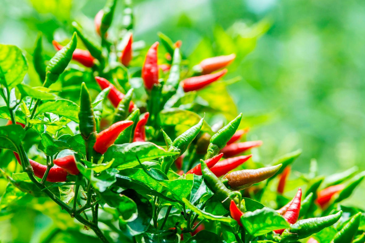 Chili i växthus | gds.se