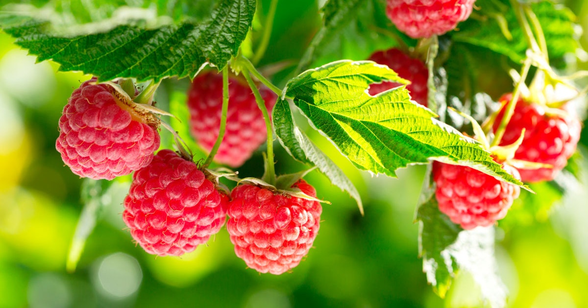 Dyrke Bringebaer () Dyrke Bringebaer