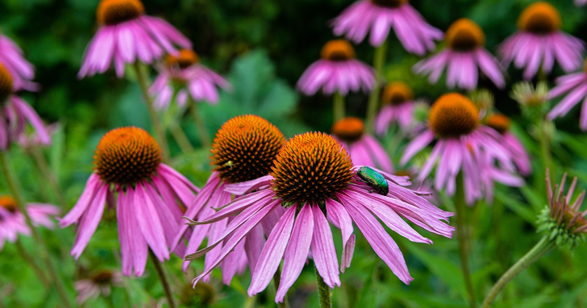 Blomster Stauder: En Komplett Guide til Din Hage () Blomster Stauder: En Komplett Guide til Din Hage