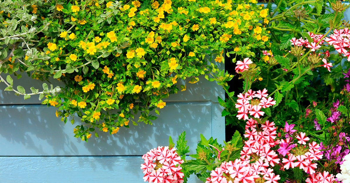Blomster Stauder: En Komplett Guide til Din Hage () Blomster Stauder: En Komplett Guide til Din Hage