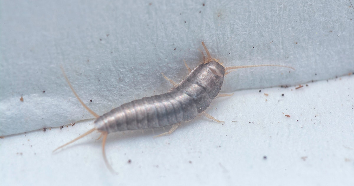 Bli Kvitt Solvkre () Bli Kvitt Solvkre