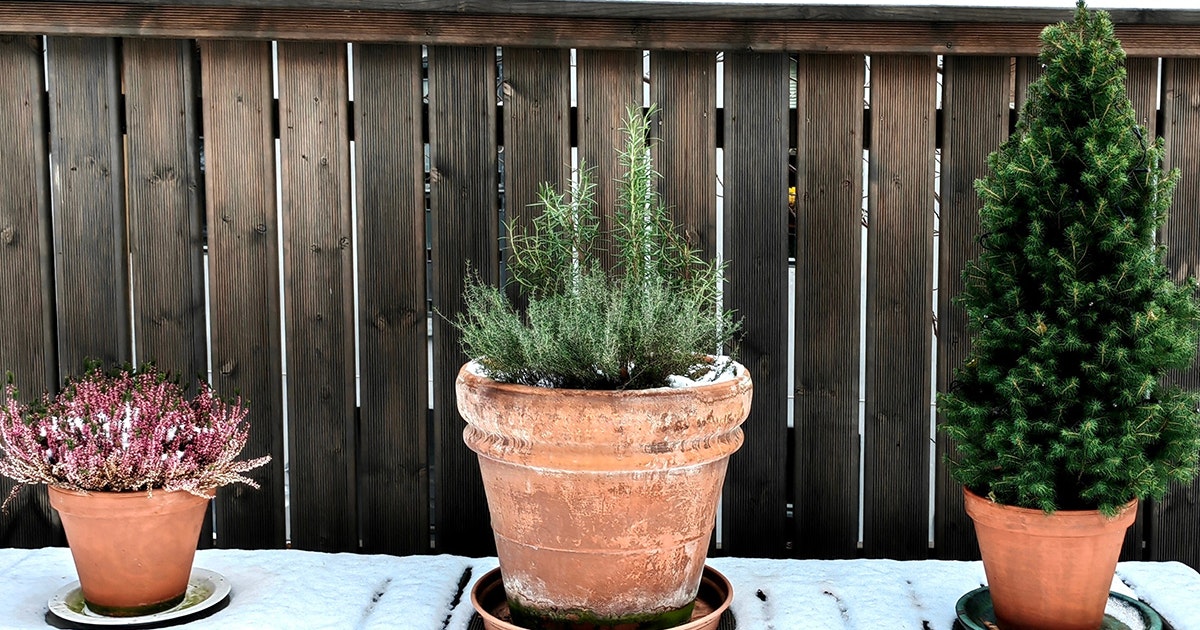 Vintergrønne Planter: En Guide til Liv i Hagens Kalde Måneder () Vintergrønne Planter: En Guide til Liv i Hagens Kalde Måneder