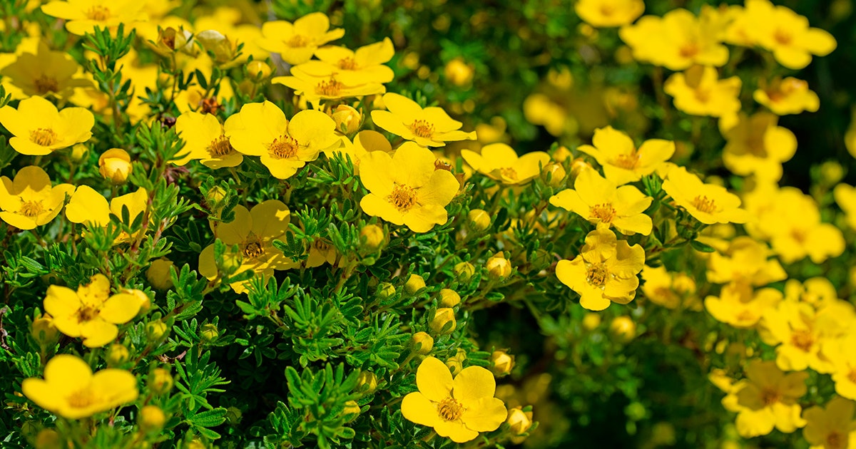 10 hårdføre blomstrende buske | goerdetselv.dk