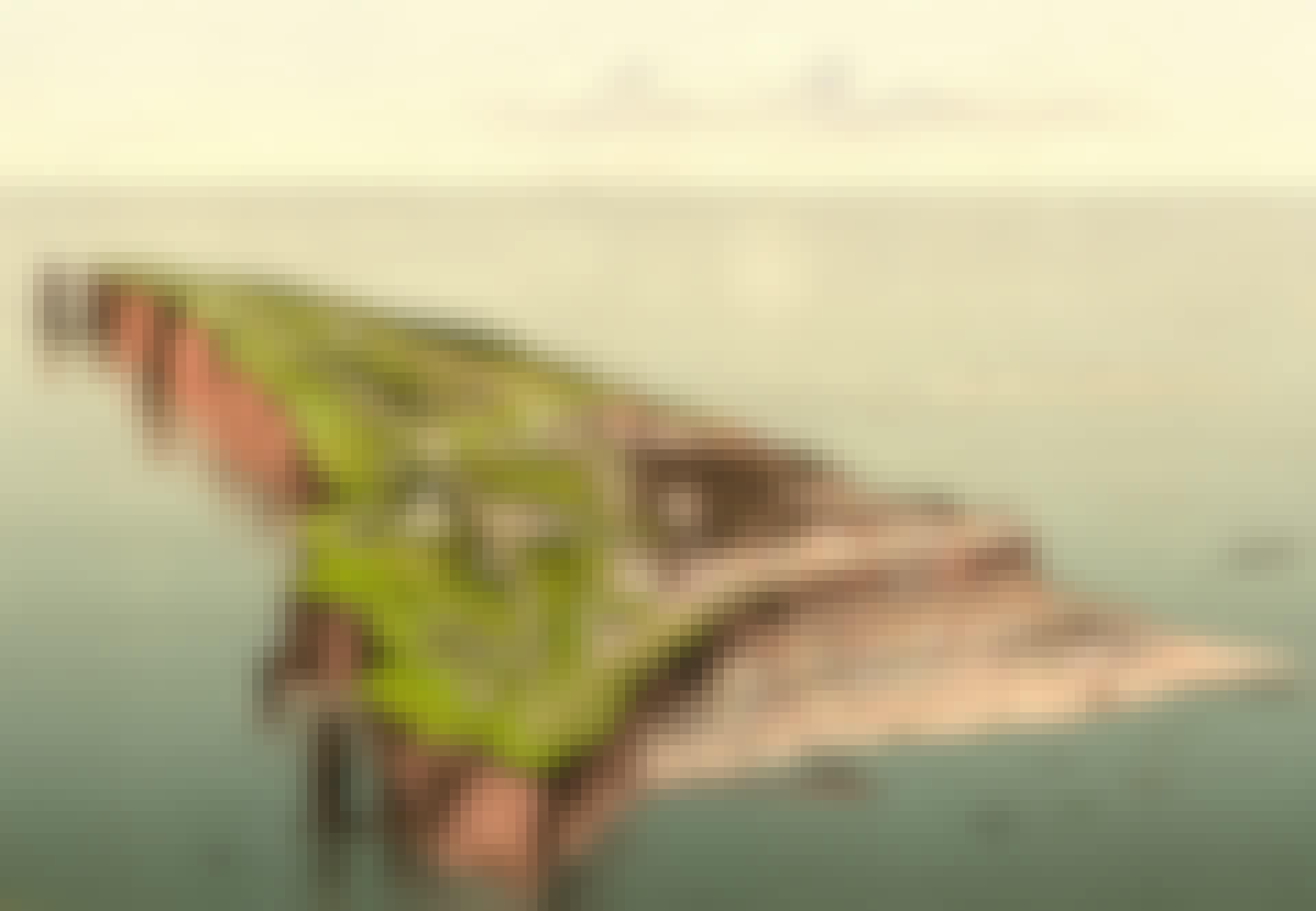 helgoland Helgoland ø Tyskland