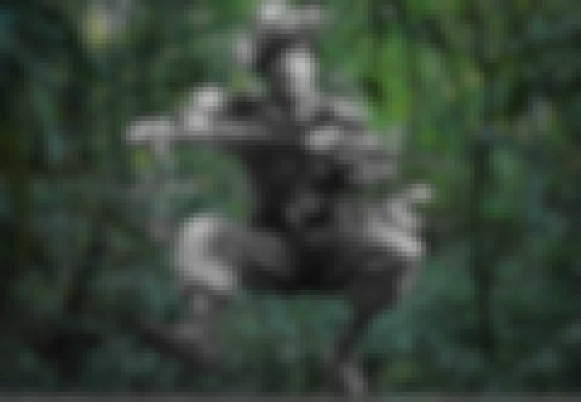 142609_09_0809_jungle-if8vuxzor9ritfq0r6vzyq